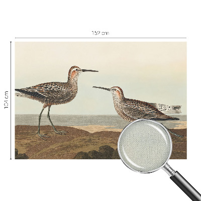 Fototapetai Fuglesilhuetter