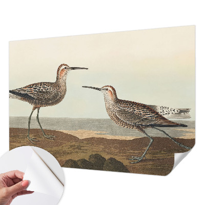 Fototapetai Fuglesilhuetter