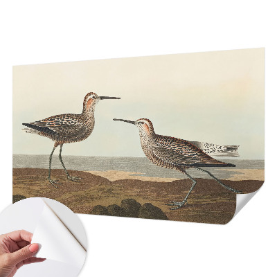 Fototapetai Fuglesilhuetter