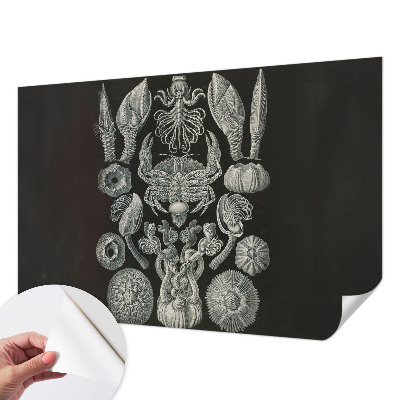 Tapetai Povandeninis formuotojas