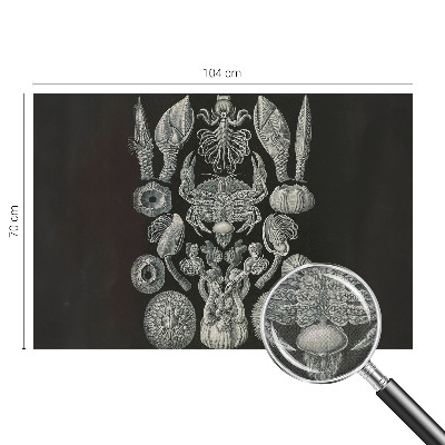 Tapetai Povandeninis formuotojas