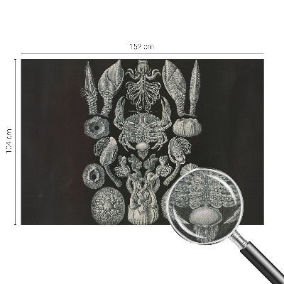 Tapetai Povandeninis formuotojas