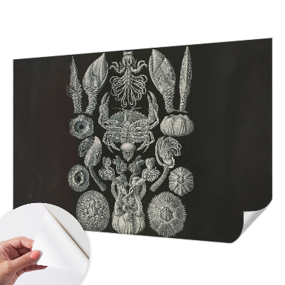 Tapetai Povandeninis formuotojas