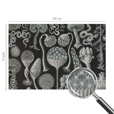 Savaime lipnus fototapetas Magiske sodintuvas