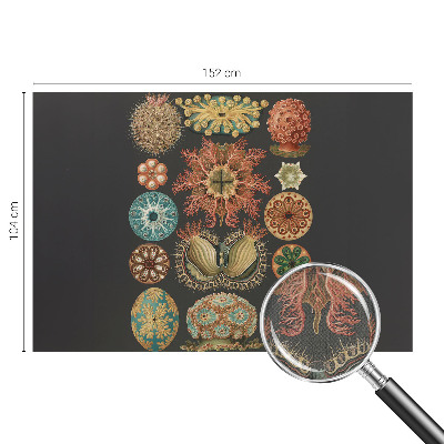 Savaime lipnus fototapetas Įkvėpėjas