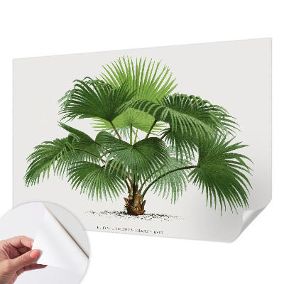 Tapetai su egzotišku palmės motyvu