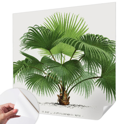 Tapetai Egzotiška palmė