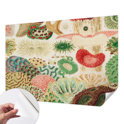 Fototapetas vaiko kambariui Organų formavimo priemonė