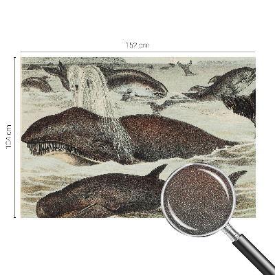 Fototapetai Havdyras