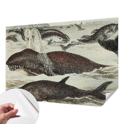 Fototapetai Havdyras