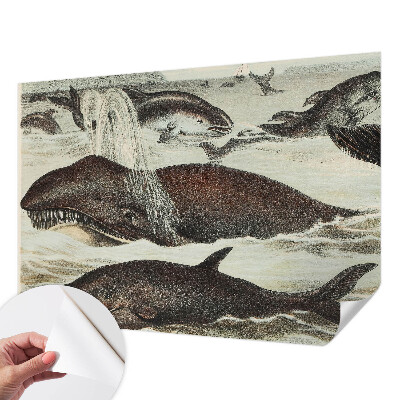 Fototapetai Havdyras