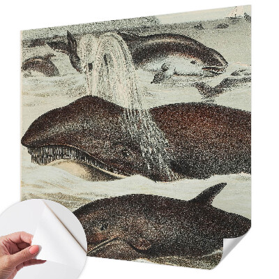 Fototapetai Havdyras