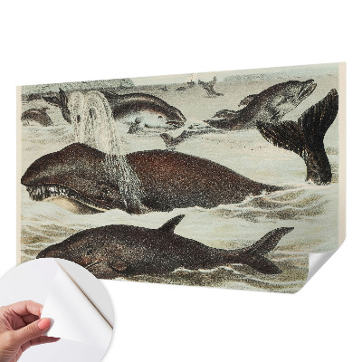 Fototapetai Havdyras