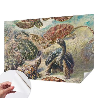 3D fototapetas su skildpaddefaunos motyvu