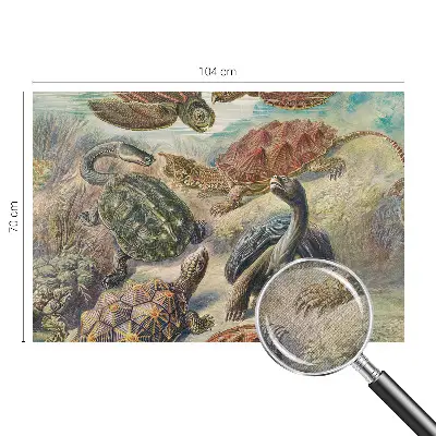 3D fototapetas su skildpaddefaunos motyvu