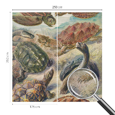 3D fototapetas su skildpaddefaunos motyvu