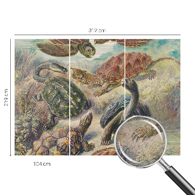3D fototapetas su skildpaddefaunos motyvu