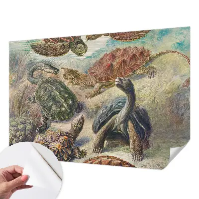 3D fototapetas su skildpaddefaunos motyvu