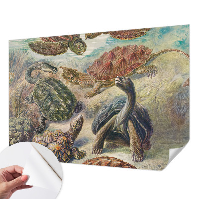 3D fototapetas su skildpaddefaunos motyvu