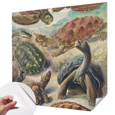 3D fototapetas su skildpaddefaunos motyvu