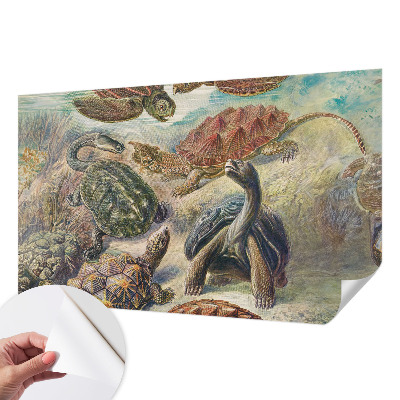 3D fototapetas su skildpaddefaunos motyvu
