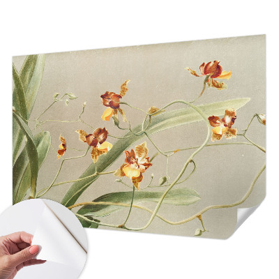 Fototapetai su klasikinio stiliaus orchidėja