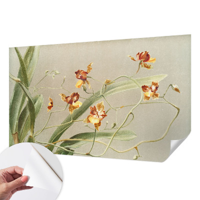 Fototapetai su klasikinio stiliaus orchidėja