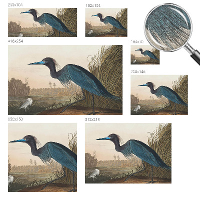 Savaime lipnus fototapetas Vandfugle