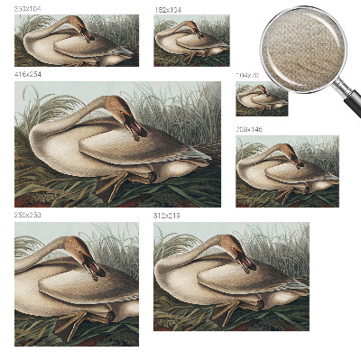 3D fototapetas sienoms Natūralus paukštis