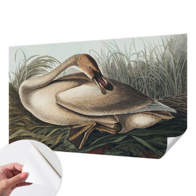 3D fototapetas sienoms su natūralaus paukščio motyvu