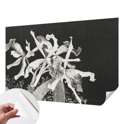 Fototapetai su orchidėjų iliustracija