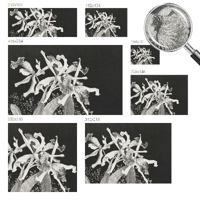 Fototapetai su orchidėjų iliustracija