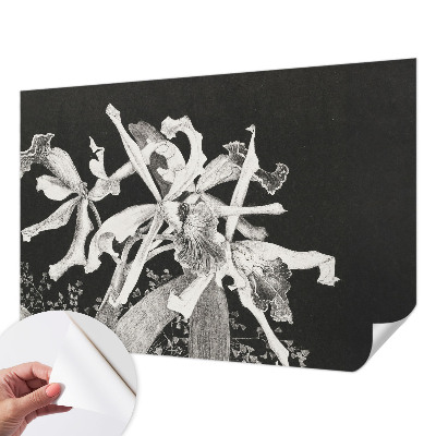 Fototapetai su orchidėjų iliustracija