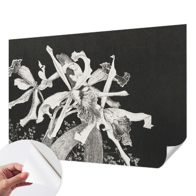 Fototapetai su orchidėjų iliustracija