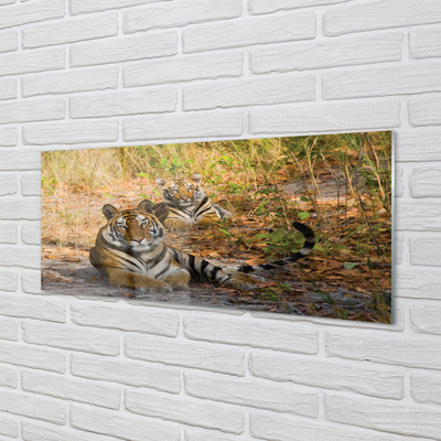 Paveikslas ant akrilinio stiklo Tigrai