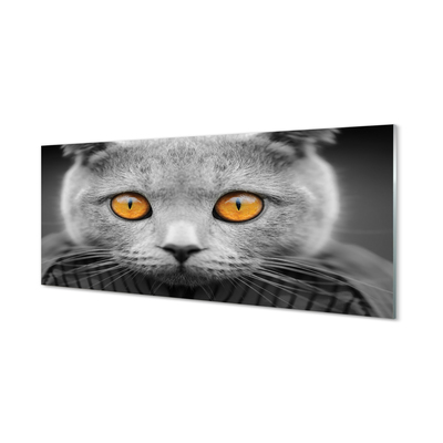 Paveikslas ant akrilinio stiklo Britų pilka katė