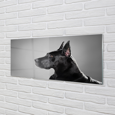 Paveikslas ant akrilinio stiklo Juodas šuo