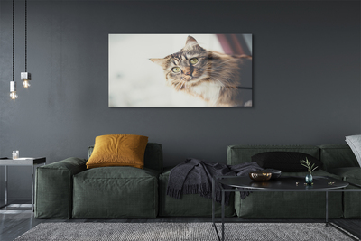 Akrilo stiklo paveikslas Meino meškėno katė