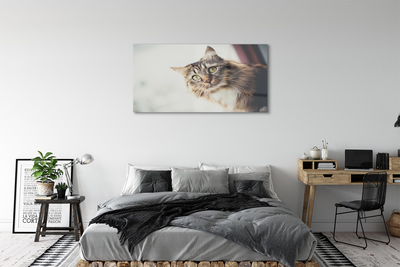 Akrilo stiklo paveikslas Meino meškėno katė