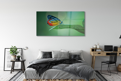 Akrilo stiklo paveikslas Spalvingas lapinis drugelis