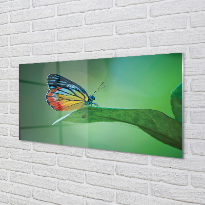 Akrilo stiklo paveikslas Spalvingas lapinis drugelis