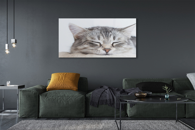 Akriliniai paveikslas Mieganti katė