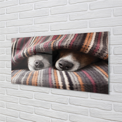 Akrilo stiklo paveikslas Miegantys šunys