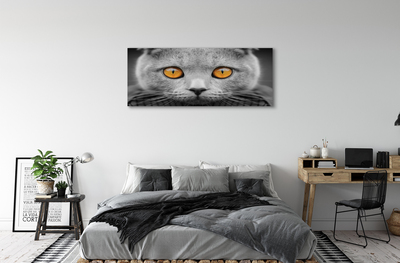Nuotrauka ant drobes Britų pilka katė