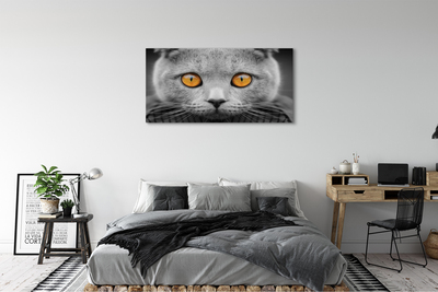 Nuotrauka ant drobes Britų pilka katė
