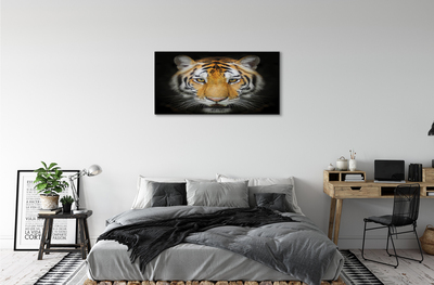 Foto ant drobes Tigras