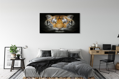 Foto ant drobes Tigras