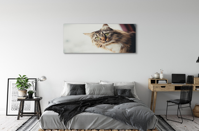 Foto ant drobes Meino meškėno katė
