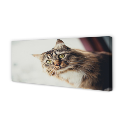 Foto ant drobes Meino meškėno katė