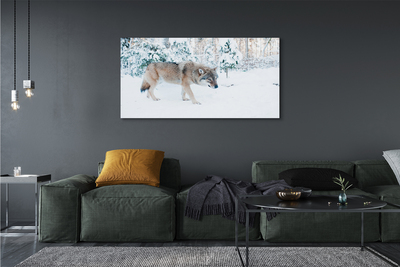 Foto ant drobes Vilkų žiemos miškas